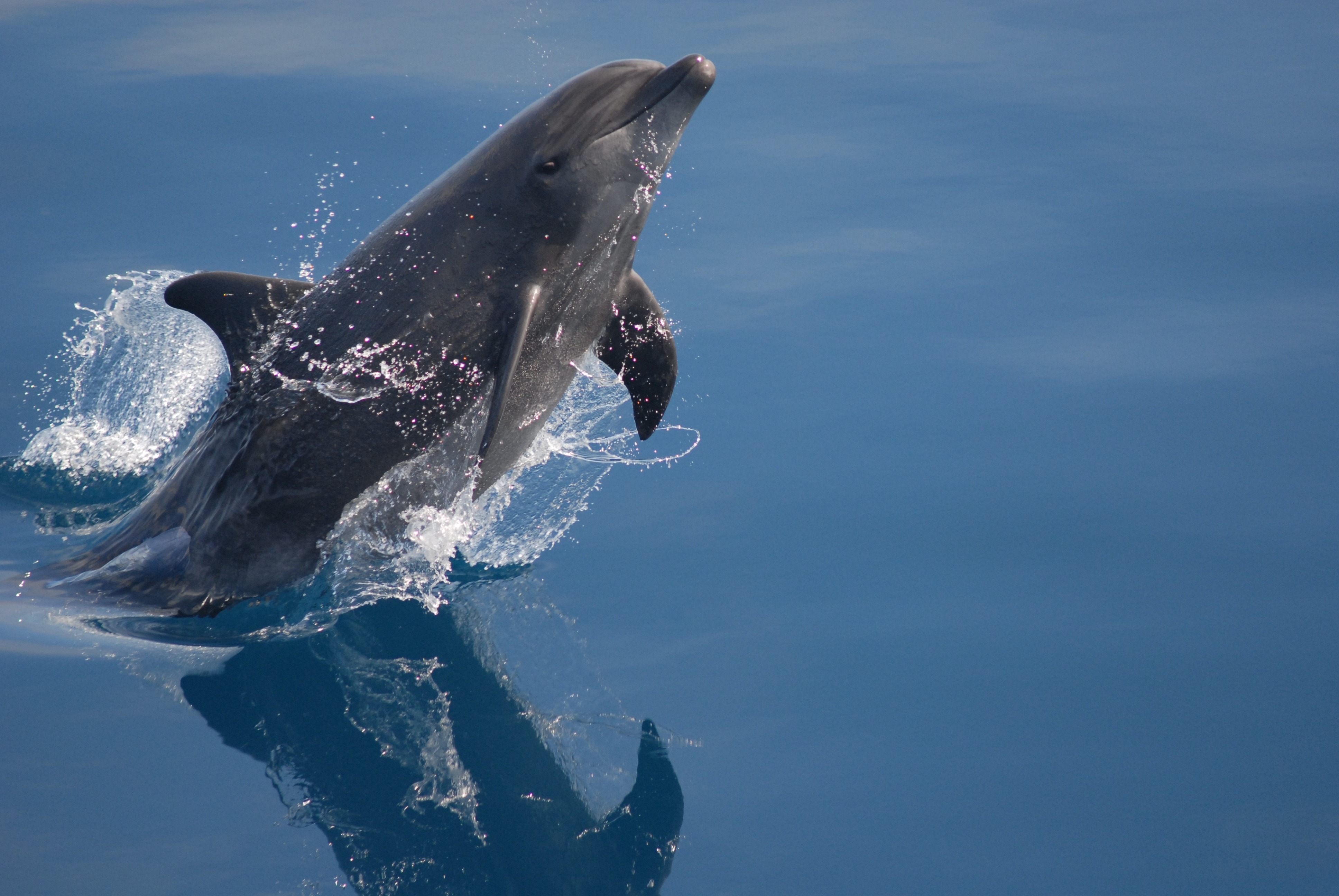 Human Impact On Bottlenose Dolphins In MPAs